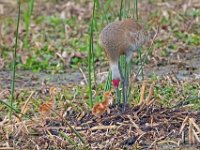 A1B8941c  Sandhill Crane (Antigone canadensis) - adult with 2-3 day-old colts